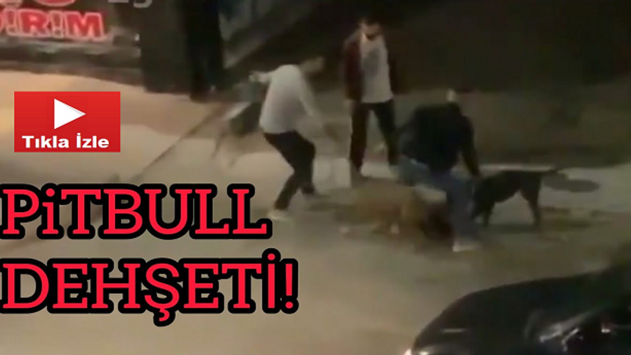 Van'daki Pitbull Dehşetinde 4 Kişiye Para Cezası Yağdı!