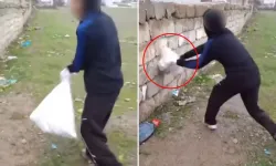 Van’da Hayvana Şiddet Görüntüleri Tepki Çekti