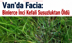 Van'da Facia: Binlerce İnci Kefali Susuzluktan Öldü