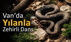 Van'da Yılanla Zehirli Dans Şaşırttı