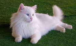 Van Kedi Evinin En Kıdemli 'Paşa'sı Bakın Kaç Yaşına Girdi
