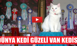 Uluslararası Kedi Güzellik Yarışması 1.si Van Kedisi