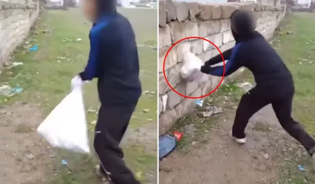 Van’da Hayvana Şiddet Görüntüleri Tepki Çekti