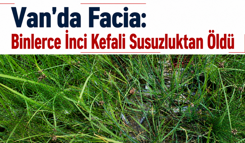 Van'da Facia: Binlerce İnci Kefali Susuzluktan Öldü