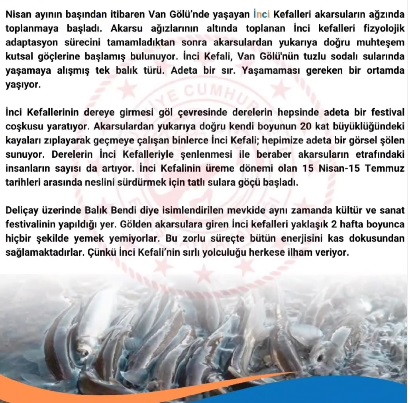 Van Erciş Balık Bedi Inci Kefali Göçü Festivali Programı 2024 6