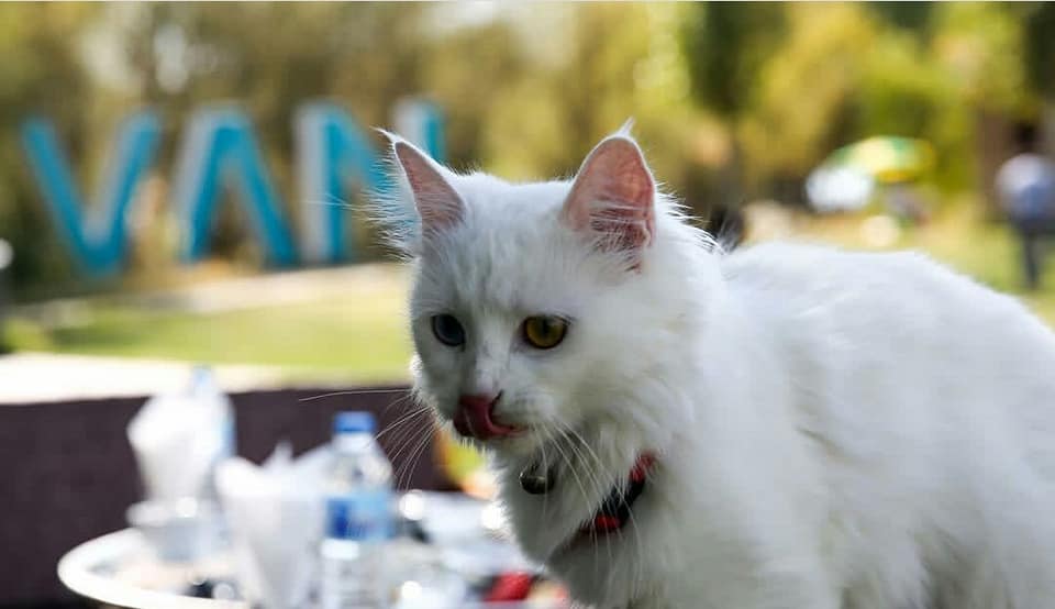 38713661 1964559933830124 959113781139472384 N