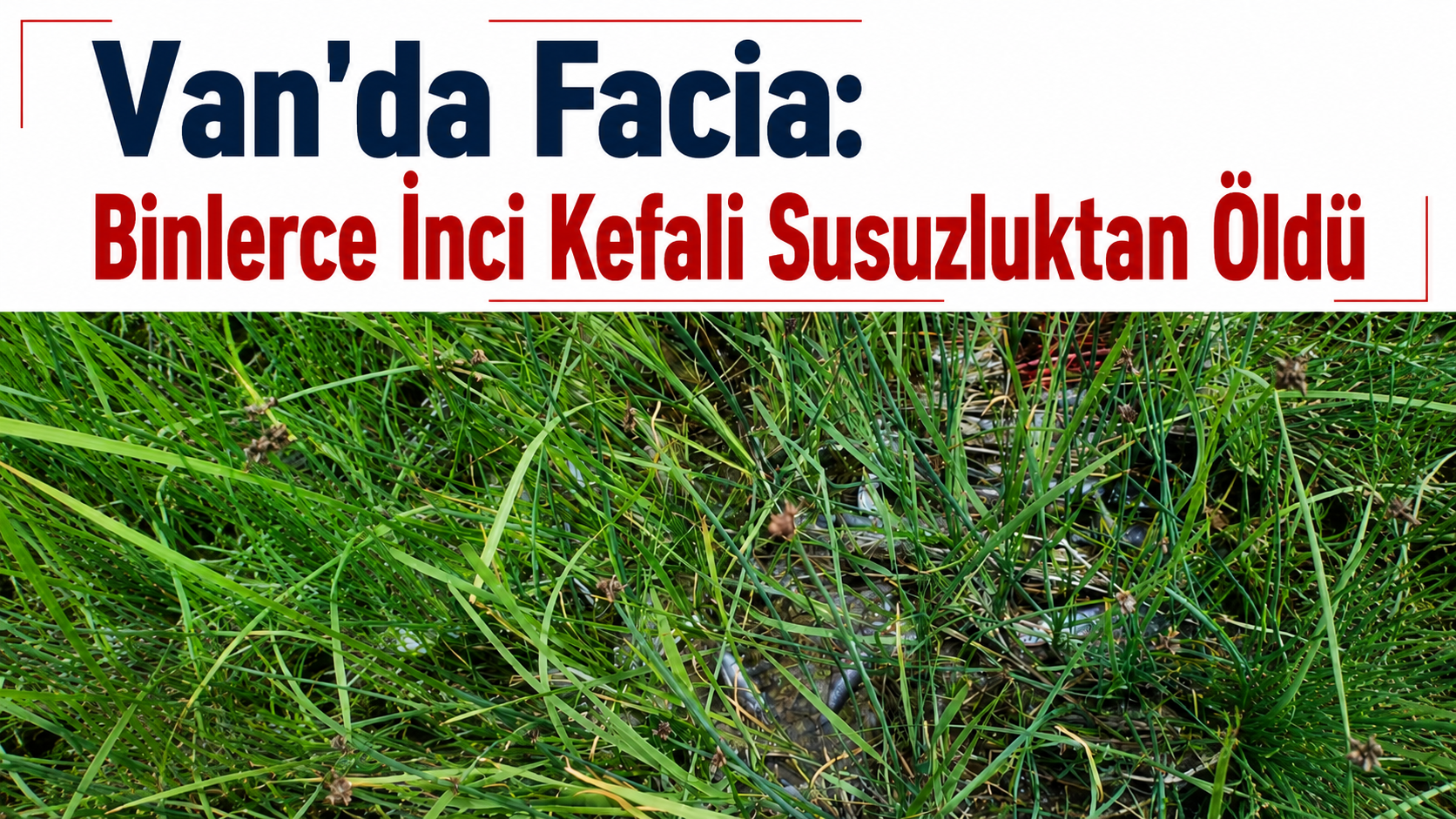 Van'da Facia: Binlerce İnci Kefali Susuzluktan Öldü
