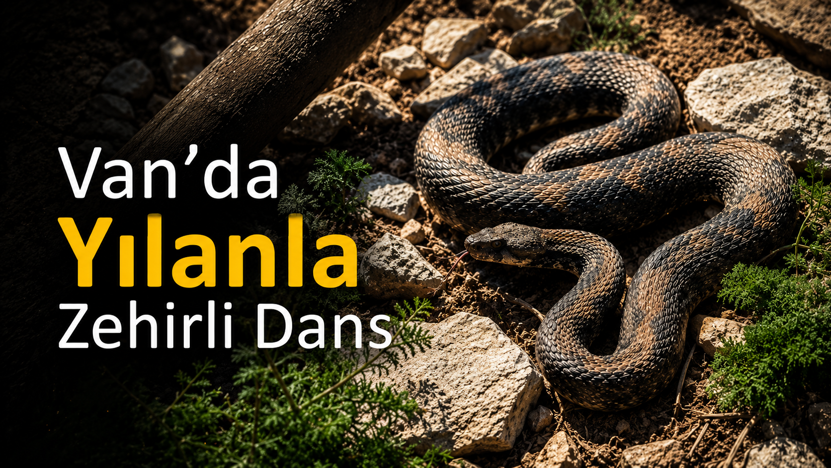 Van'da Yılanla Zehirli Dans Şaşırttı