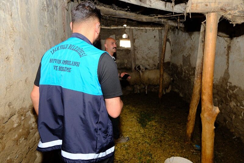 Van Ipekyolu Belediyesi Son Dakika Kuduz Vakası