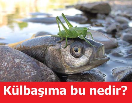 Komik Van Paylaşımları