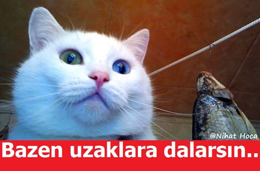 Komik Van Paylaşımları