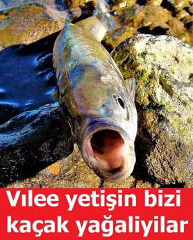Komik Van Balığı Paylaşımları
