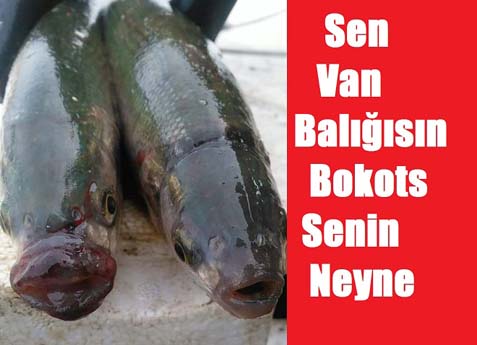 Komik Van Balığı Paylaşımları